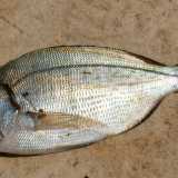 Lo �Sciummo� (Tanuta o Cantaro - Spondyliosoma cantharus). Foto By Gronk 